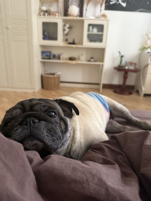 mops pops для вязки