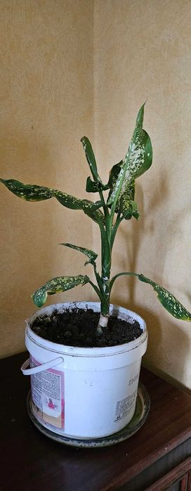 Комнатное растение