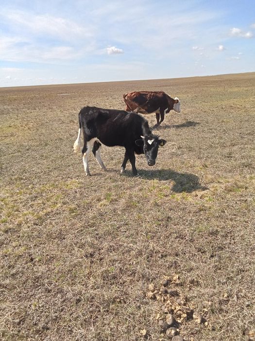 Продам бычка на выбор одного