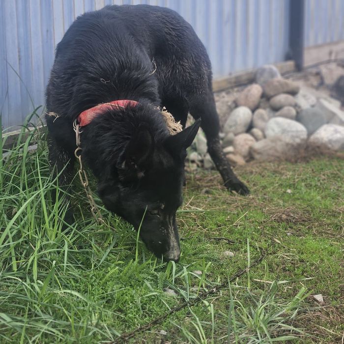 Немецкая овчарка