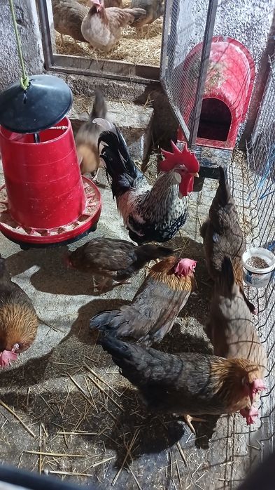 Gaini si puicute italiene