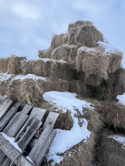 Шөп сатылады тюкпен продается сено в тюках