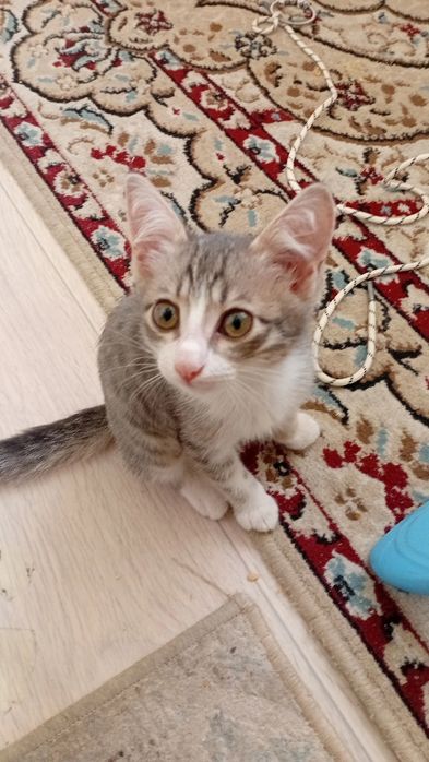 Котенок, еркек марғау 2ай
