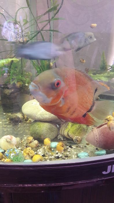 Аквариумная рыбки северумы