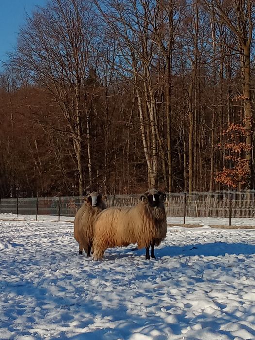 Mai multe detalii la numărul de telefon