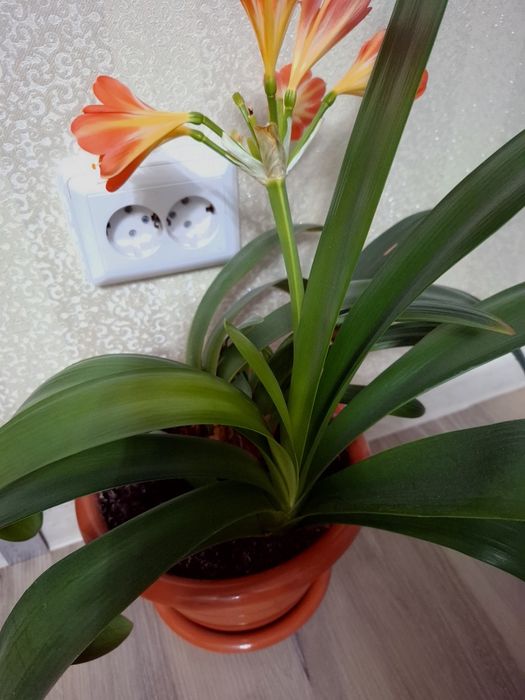 Комнатные растения Гиппеаструм