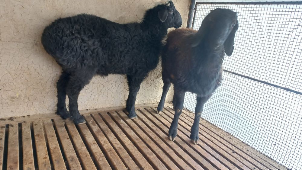 Семіз қошқар сатылады