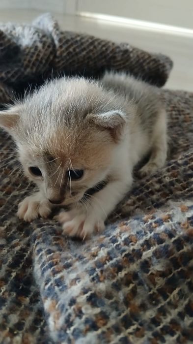 Кошка новорожденная