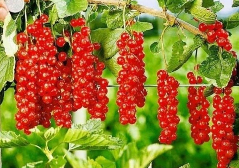 Смородина белая, красная.