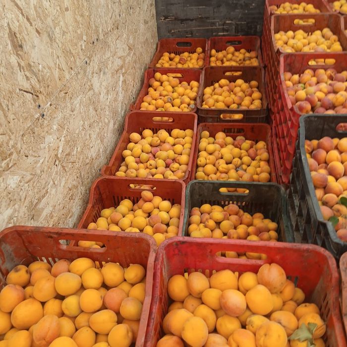 Caise parfumate si aromate