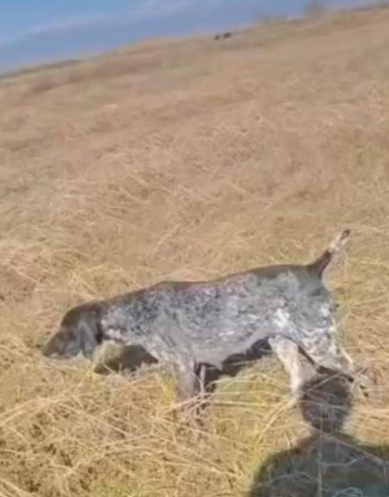 Курцхар сатылады еки кушиги