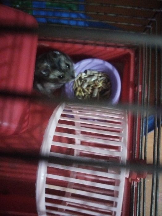 Продам клетку с хомяком и всем необходимым е