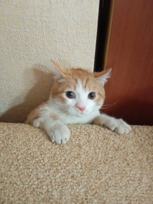 Отдам котенка,  приучен к лотку