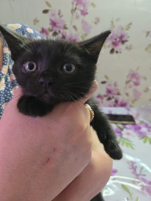 Породистые котята