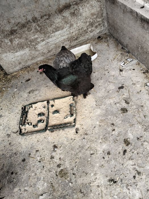 Vând oua găină brahma dark uriaș și blue