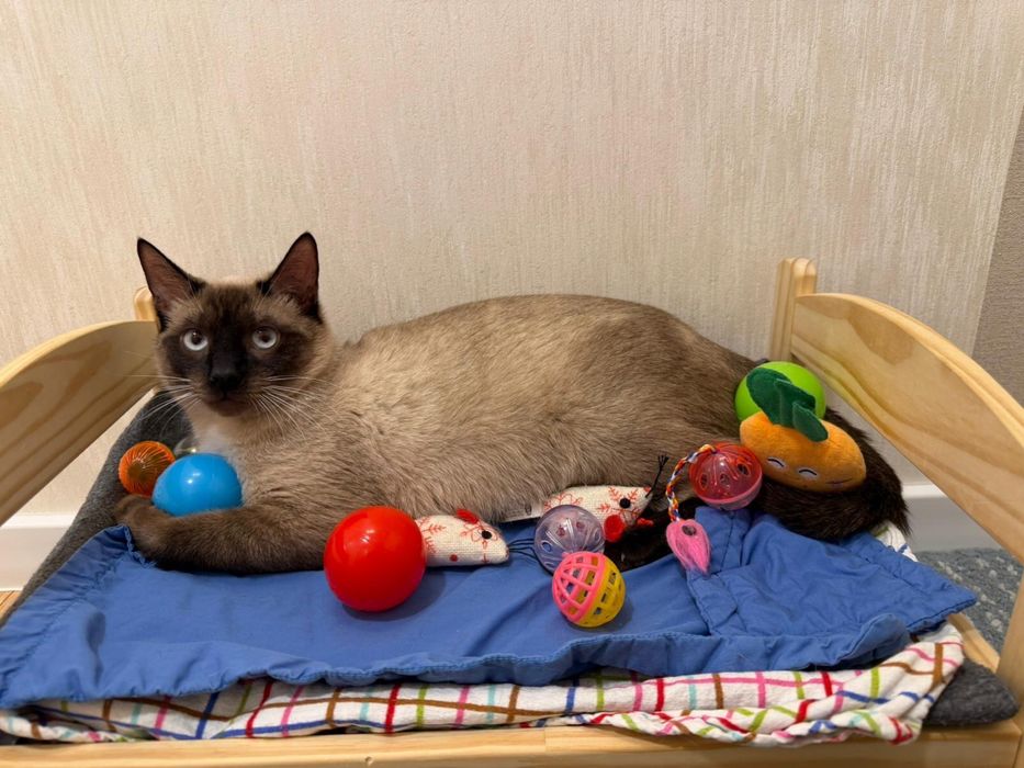 Adoptie responsabila pisoi impreuna