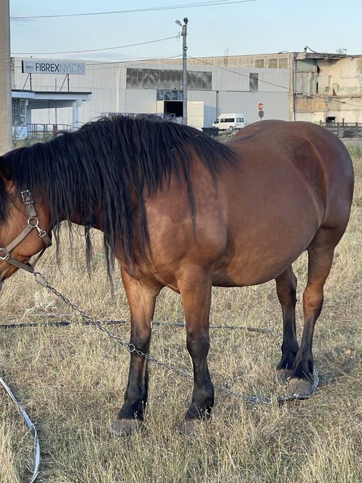 Iapa semi grea 8 ani gestanta