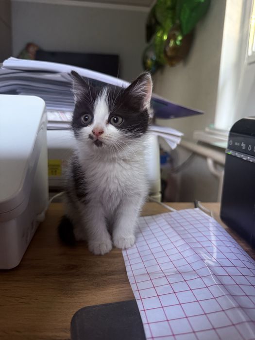 Девочки отдам котят