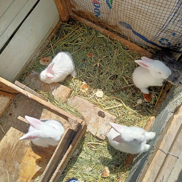 Куёнчалар сотилади