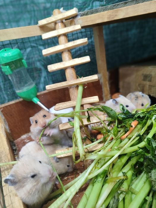 Хомяк сирийский мальчик