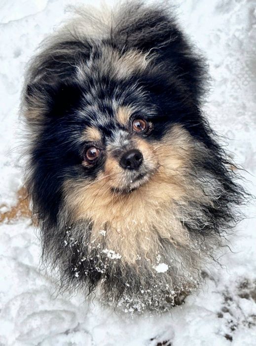 Продаётся Немецкий шпиц.