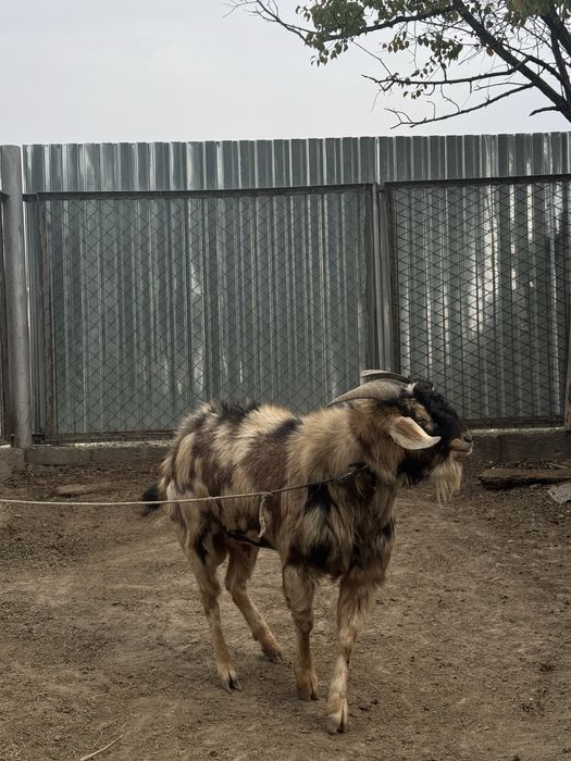 Козёл альпийский