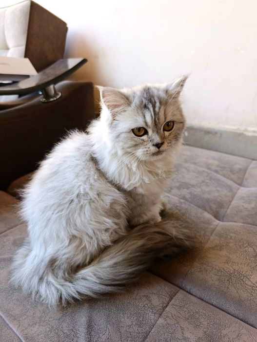 Серебристий шиншилла хэйланд