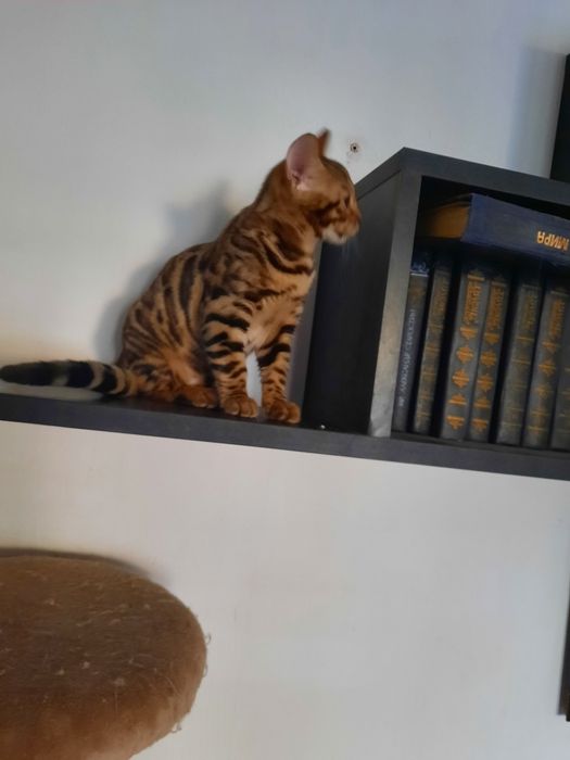 Бенгальские котята 3 месяца.