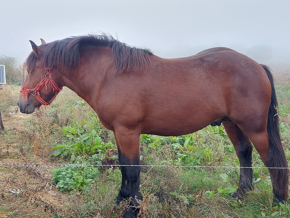 Vând mânz de 2 ani