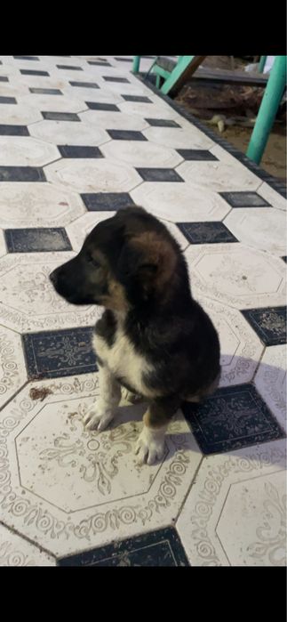 Отдам щенят в добрые руки