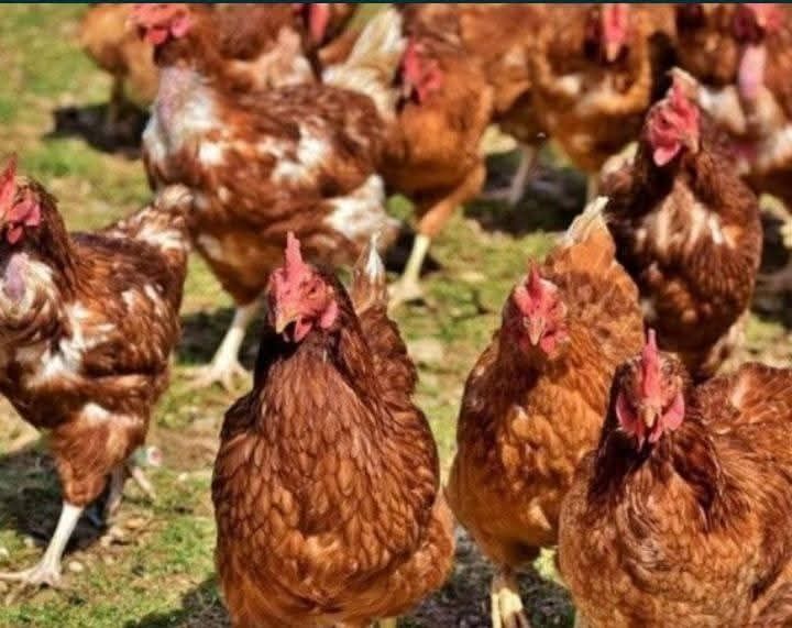 Găini roșii outoare