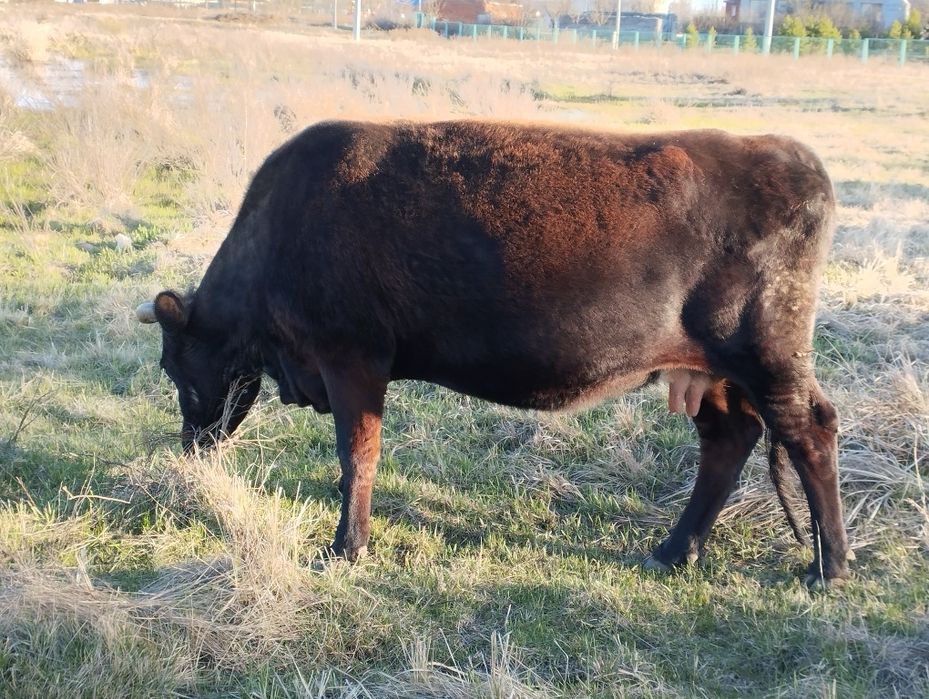 Продам двух коров