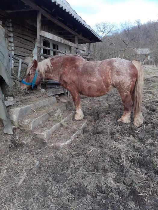 Vând iapă gestantă
