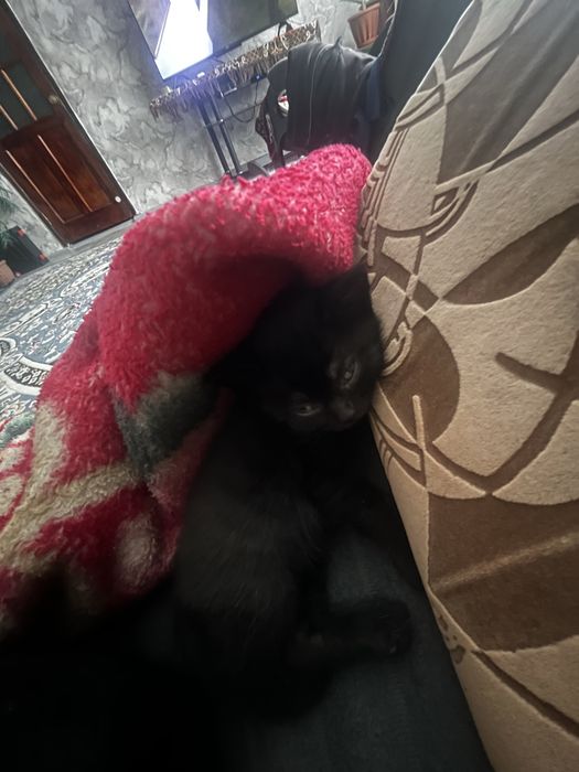 Породистый котенок