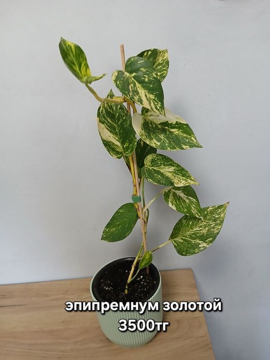 Монстера очень пышная