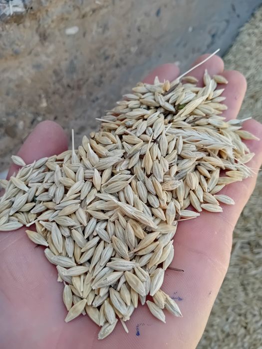 Арпа тозаси Оптом дехкондан  Ячмень оптом Доставка
