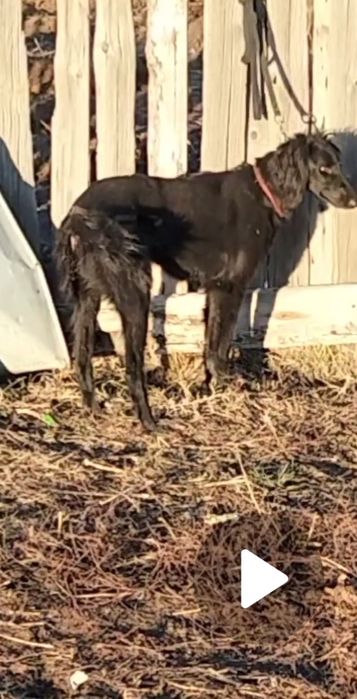 Үш жасар қаншық сатылады рабочи..