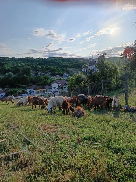 Vand Capre pret negociabil