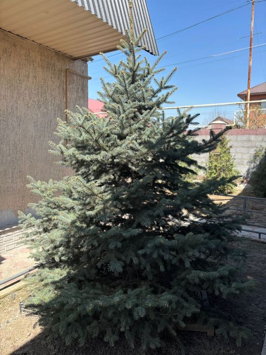 Продаю Ёлку высотой 2м
