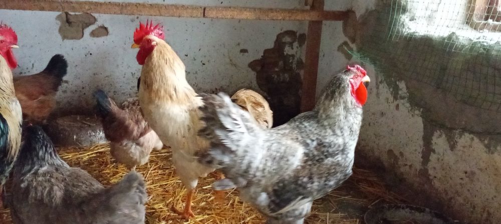 Тухум  Urug‘langan domashni tovuq tuxumlari sotiladi