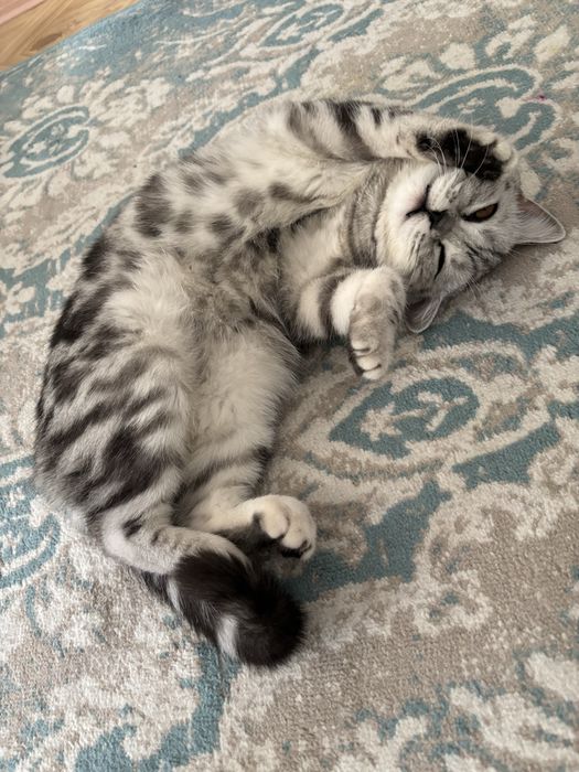 Британская прямоухая кошка породистая