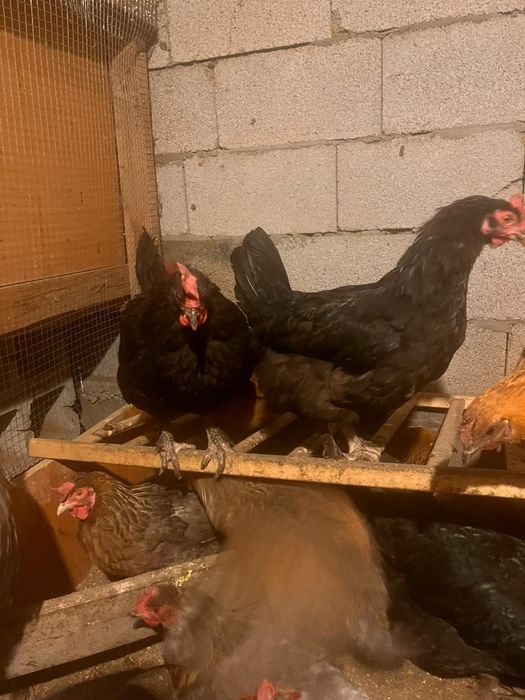 Тауыктар сатылады