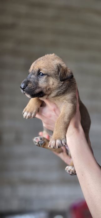 Пристраиваются в добрые ручки. Пристройство по договору