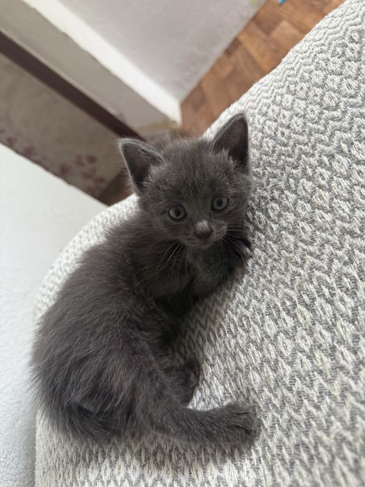 Отдам котят(девочки)