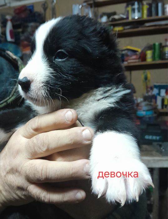 Щенок САО алабая