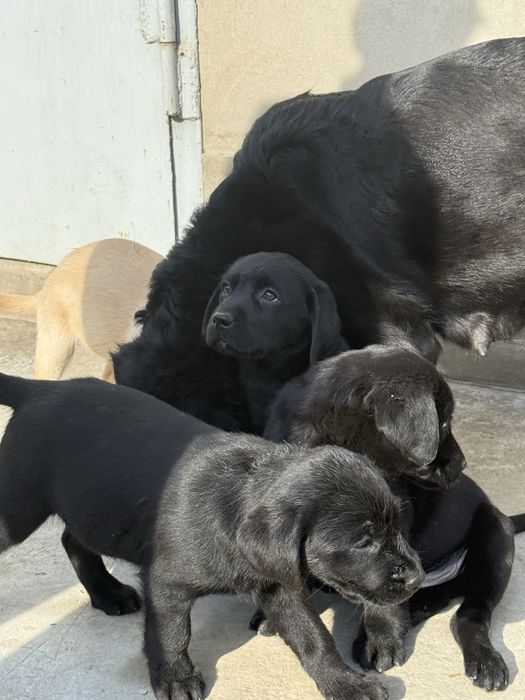 Продаются щенки лабродора ретривера