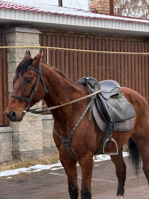 Срочно продам мерина 8 лет