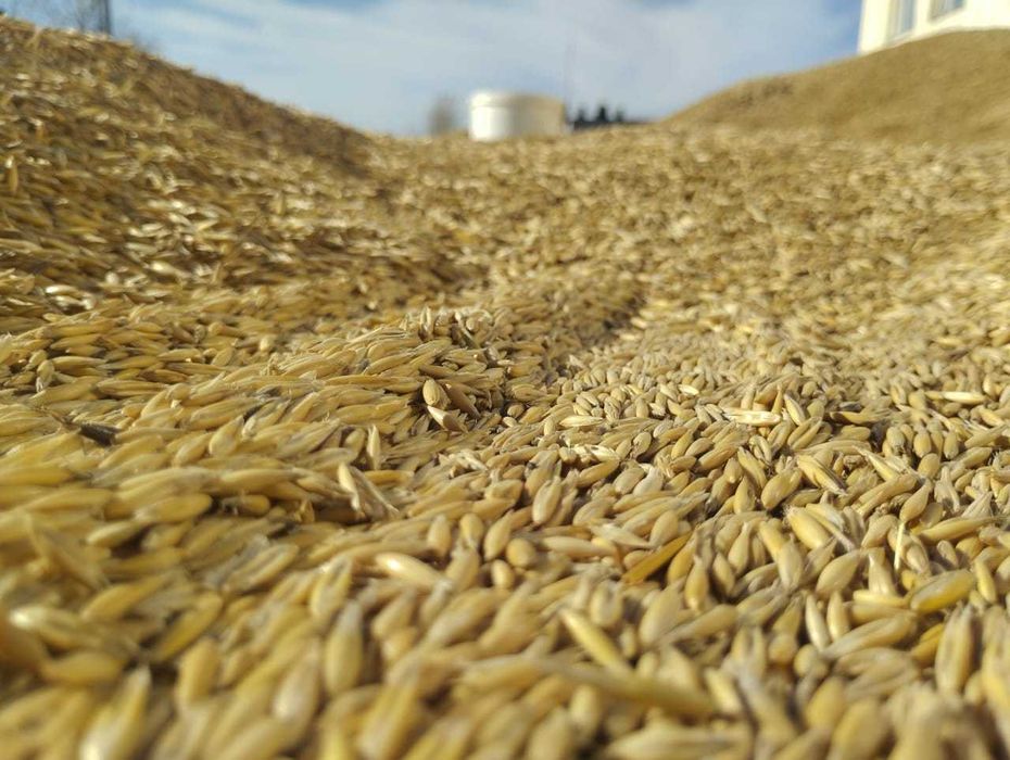 СҰЛЫ ОВЕС Сатамыз,