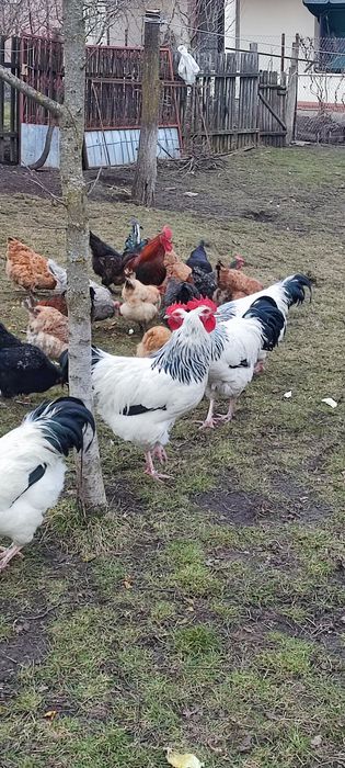 Cocoși Sussex din 2025