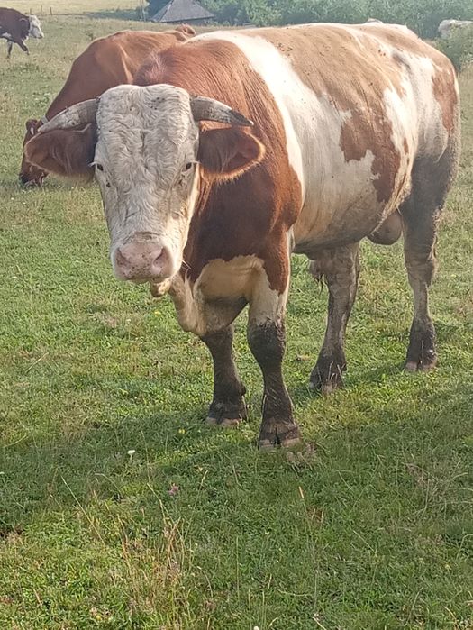 Vînd taur balțat